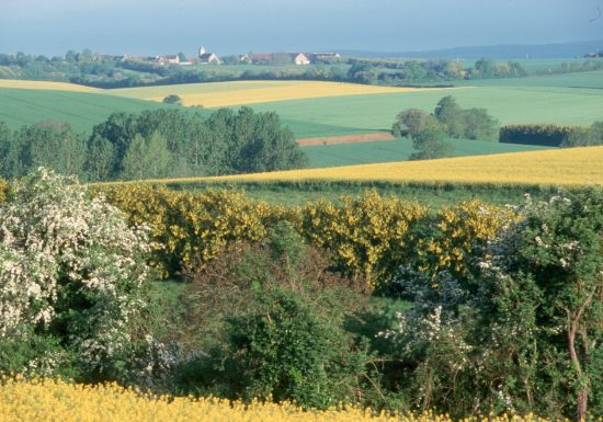 CIRCUIT PEDESTRE “CYTISES” – CONTILLY