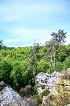 Forêt domaniale de Sillé