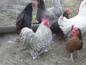 Chambres d’hôtes au Parfum des Lavandes