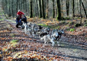 Sled Dog Ride – balade en chiens de traineaux