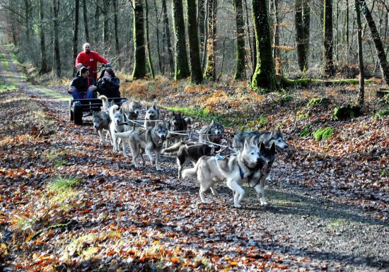 Sled Dog Ride – balade en chiens de traineaux