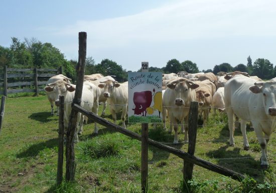 LA ROUTE DE LA VIANDE BOVINE