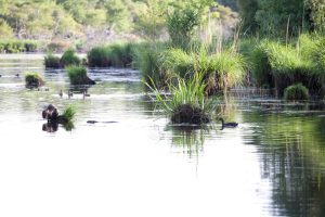 Etang et Bois de Loudon