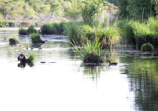 Etang et Bois de Loudon