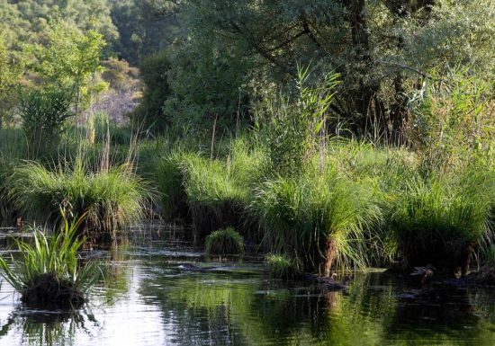 Etang et Bois de Loudon