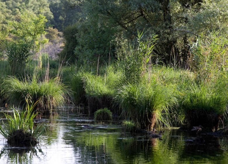 Etang et Bois de Loudon