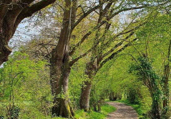 AUTOUR DU BOULEVARD NATURE : COULAINES, AU FIL DE SON HISTOIRE