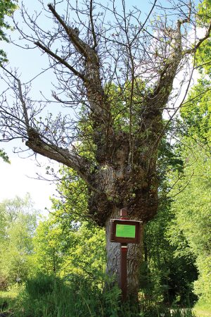 Circuit attelages de Grammont – Saint-Mars-d’Outillé