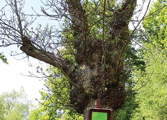 Circuit du site de Grammont – Saint-Mars-d’Outillé