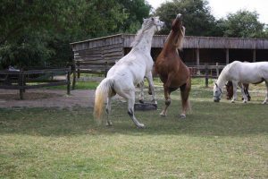 CHEVAL EN BELINOIS