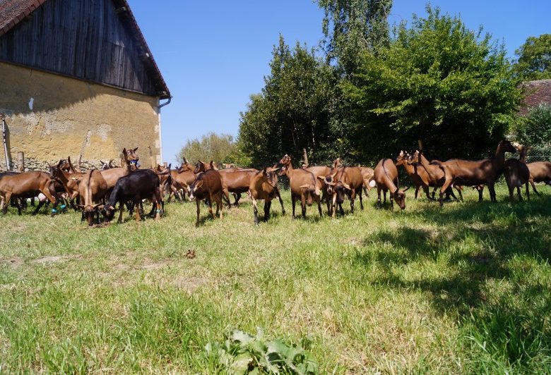 LA CHÈVRE-RIE – GOAT CHEESE