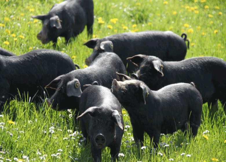 Ferme Les Meules Fermières
