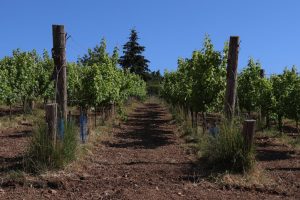 Coteau des Vignes