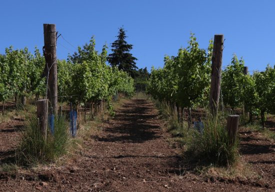 Coteau des Vignes