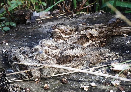 Circuit de l’Espace Naturel Sensible – Brette-les-Pins