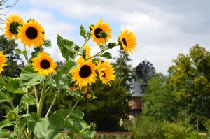 Jardin potager de Bonnétable