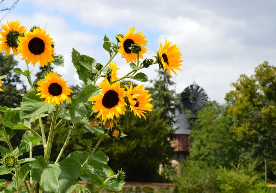 Jardin potager de Bonnétable
