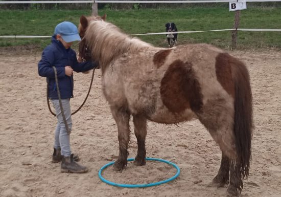 LES BRUMES PONY CLUB