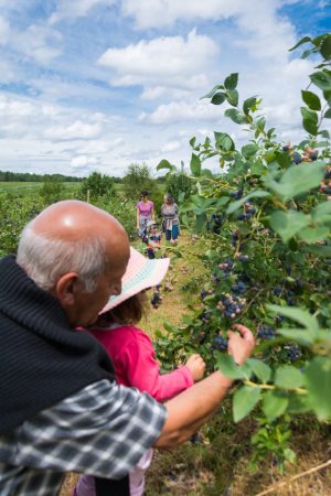 Culture de petits fruits rouges