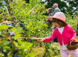 Culture de petits fruits rouges