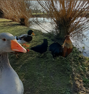 A LA FERME D’OLIA – FERME D’ANIMATION