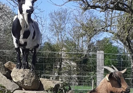 DECOUVERTE DES ANIMAUX DE LA FERME A LA FERME D’OLIA