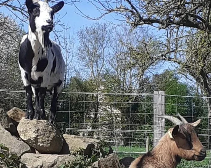 DECOUVERTE DES ANIMAUX DE LA FERME A LA FERME D’OLIA