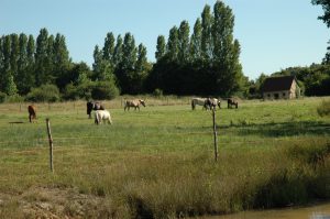 PONEY CLUB ATOUCRIN