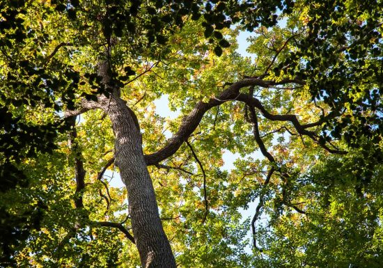 Forêt domaniale de Bercé