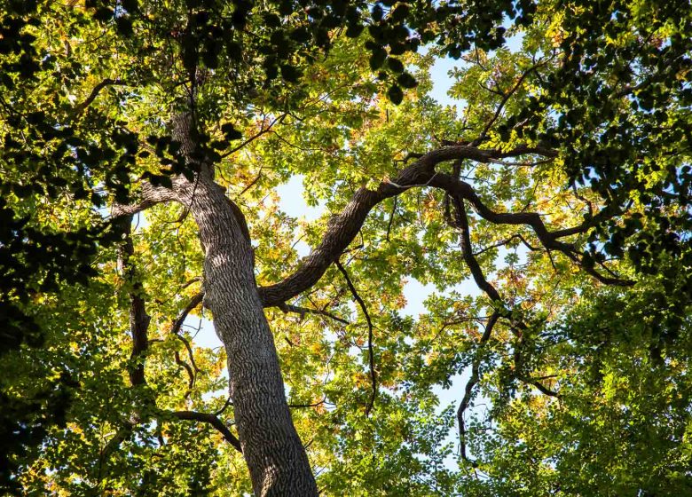 Forêt domaniale de Bercé