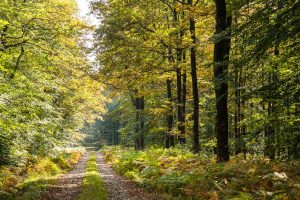Forêt domaniale de Bercé