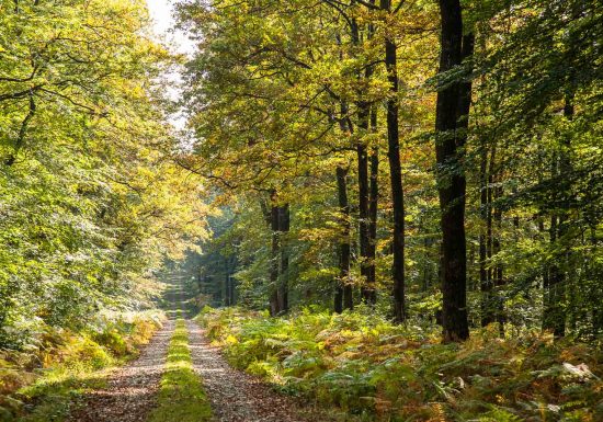 Forêt domaniale de Bercé