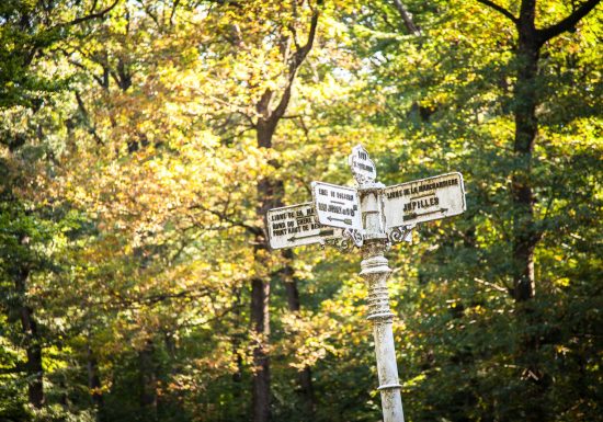 Forêt domaniale de Bercé