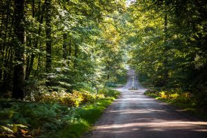 Forêt domaniale de Bercé