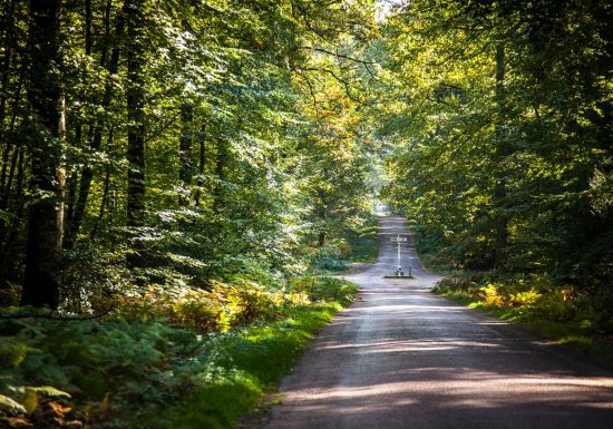 Forêt domaniale de Bercé