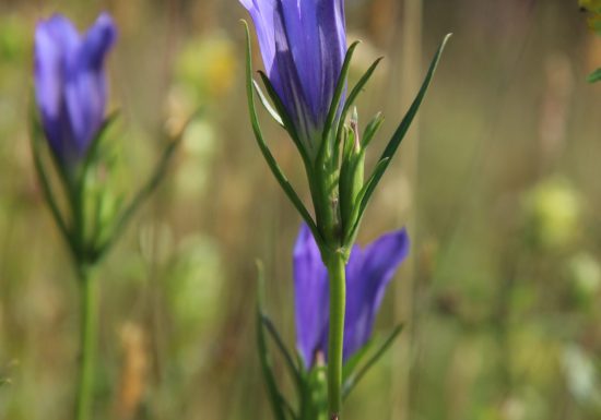 Vallée des Cartes et de la Vésotière