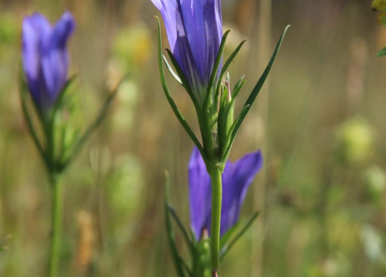 Vallée des Cartes et de la Vésotière