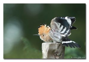 A tire d’ailes et à pas feutrés, vies animés au coeur de notre campagne