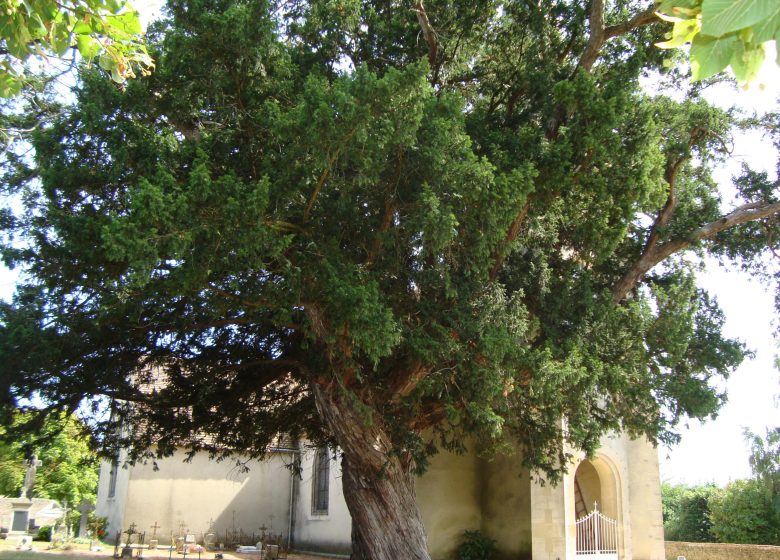 IF MILLÉNAIRE DE JAUZÉ