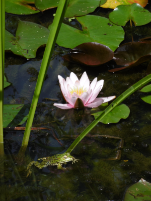 Le Jardin de Jane