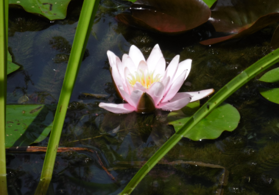 Le Jardin de Jane