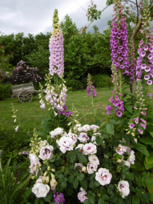 Le Jardin de Jane