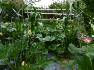 Le Jardin de Jane