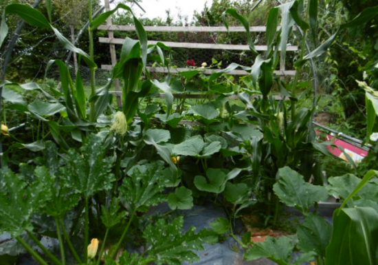 Le Jardin de Jane