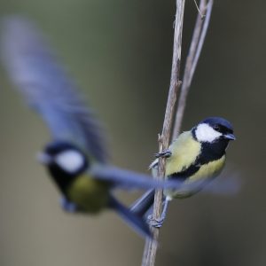 Conférence & exposition : La migration des oiseaux, un voyage périlleux