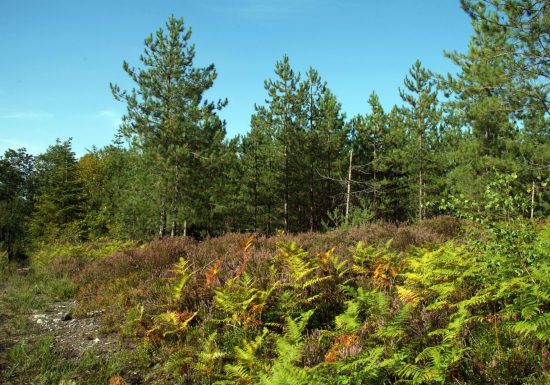 “Roche Brune” hiking trail