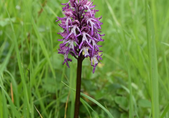Le Coteau des Buttes