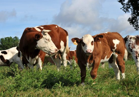 CIRCUIT PEDESTRE ”ACACIA” – VEZOT