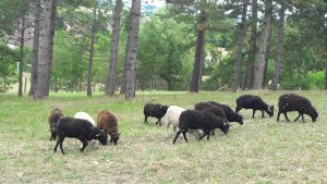 Bourg-le-Roi animal park