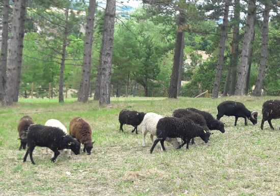 Bourg-le-Roi animal park